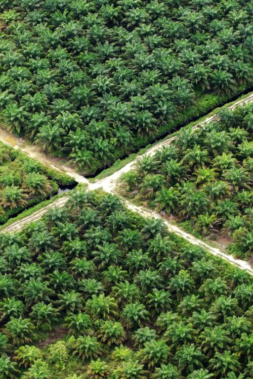 Dubbelinterview: belegger ontmoet ngo_beeld palmolieplantag